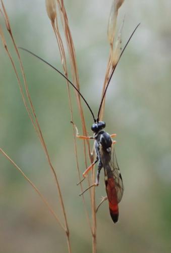 Réf. 245 011 : Lissonota cruentator